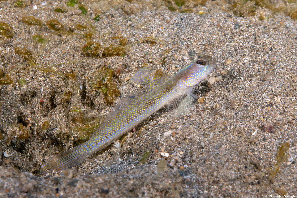 Vanderhorstia dorsomacula (Spangled Shrimpgoby)