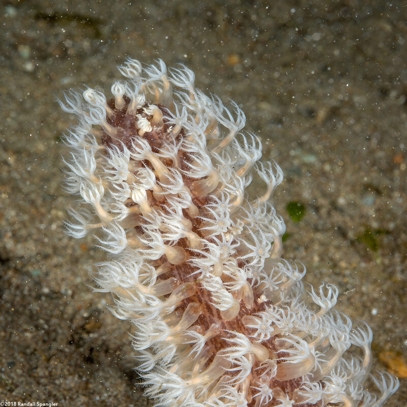 Cavernularia sp.1 (Cavernularia sp.1)