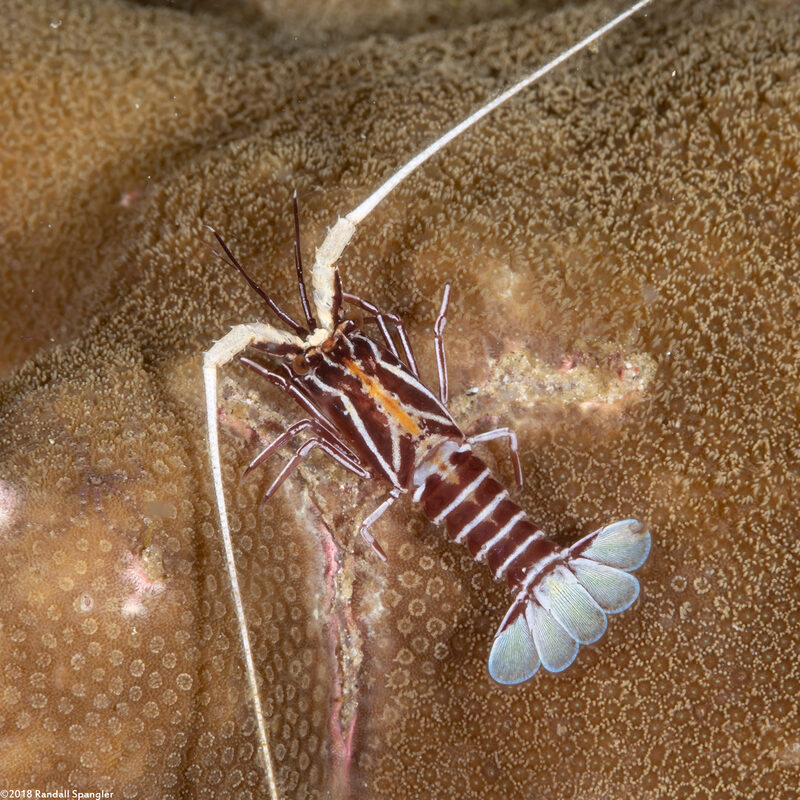 Panulirus versicolor (Painted Spiny Lobster)