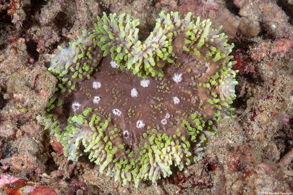 Lobophyllia valenciennesi (Lobophyllia Valenciennesi)