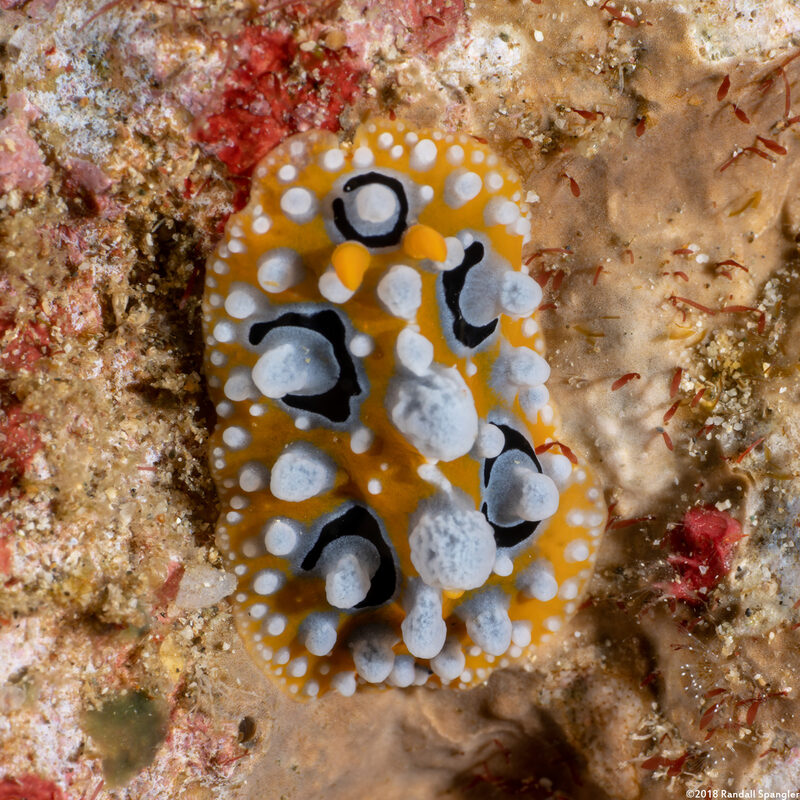 Phyllidia ocellata (Ocellated Phyllidia)