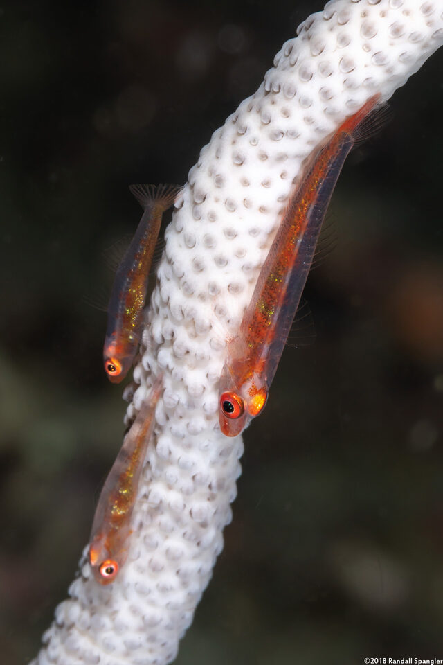 Bryaninops amplus (Large Whip Goby)