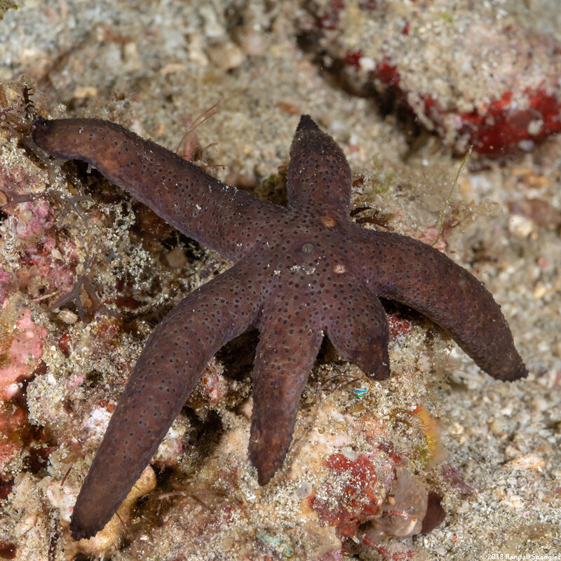 Echinaster luzonicus (Luzon Sea Star)