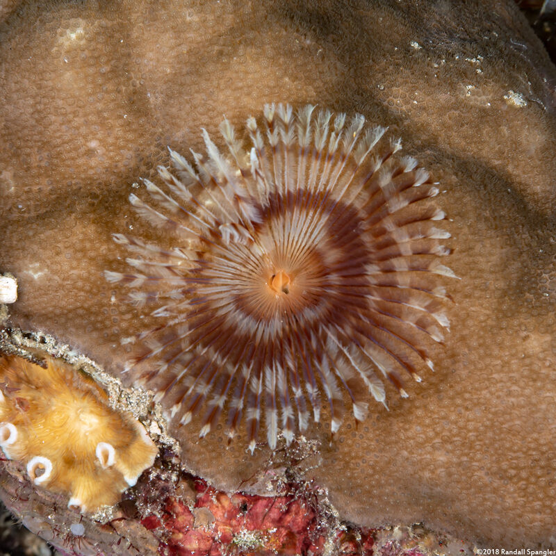 Sabellastarte spectabilis (Common Feather Duster Worm)