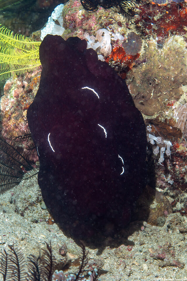Pleurobranchus forskalii (Forsskal's Pleurobranch)