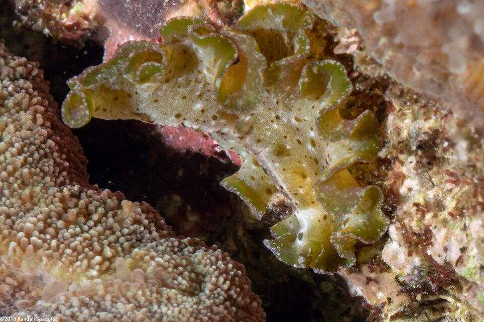 Pseudobiceros cf. kryptos (Pseudobiceros cf. Kryptos)