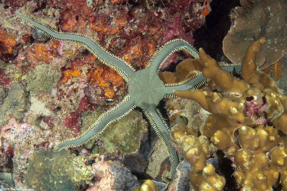 Ophiarachna incrassata (Stout Green Brittle Star)