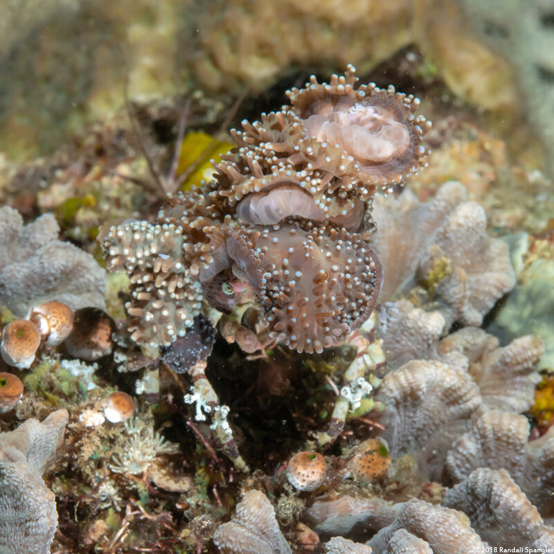 Cyclocoeloma tuberculatum (Corallimorph Decorator Crab)