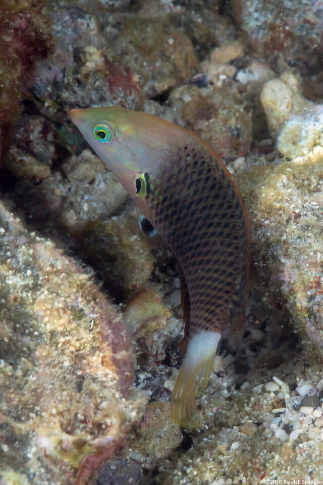 Halichoeres podostigma (Axilspot Wrasse)
