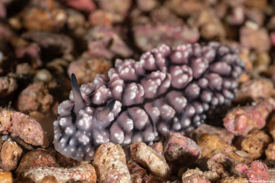 Phyllidiopsis fissurata (Phyllidiopsis Fissurata)