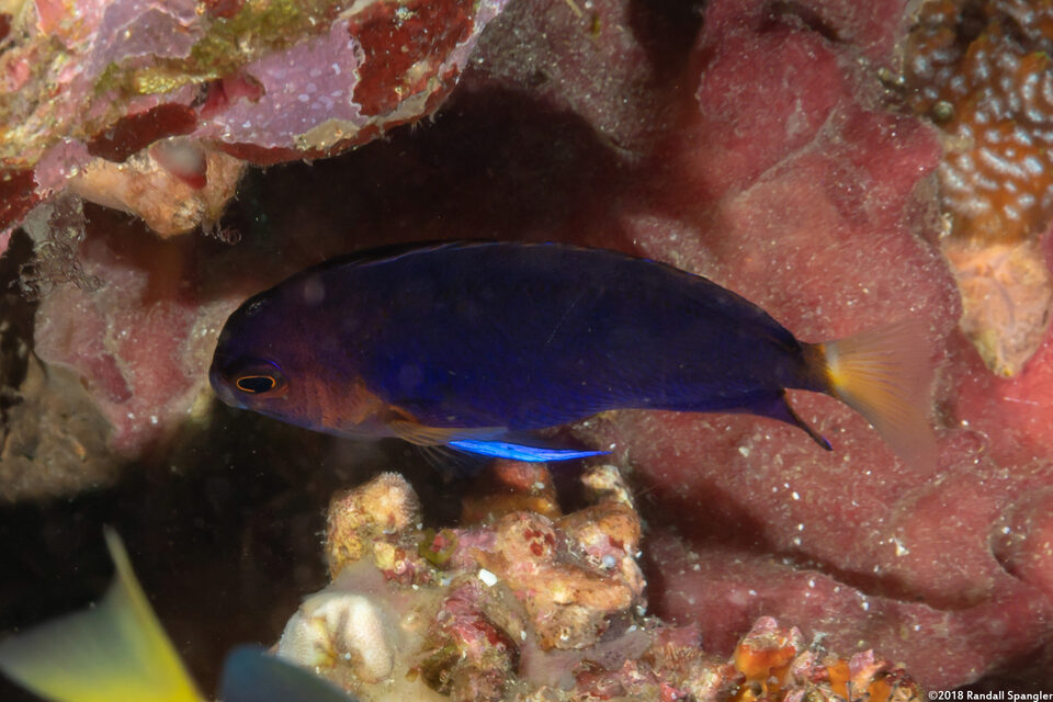 Centropyge fisheri (White-Tailed Pygmy Angelfish)