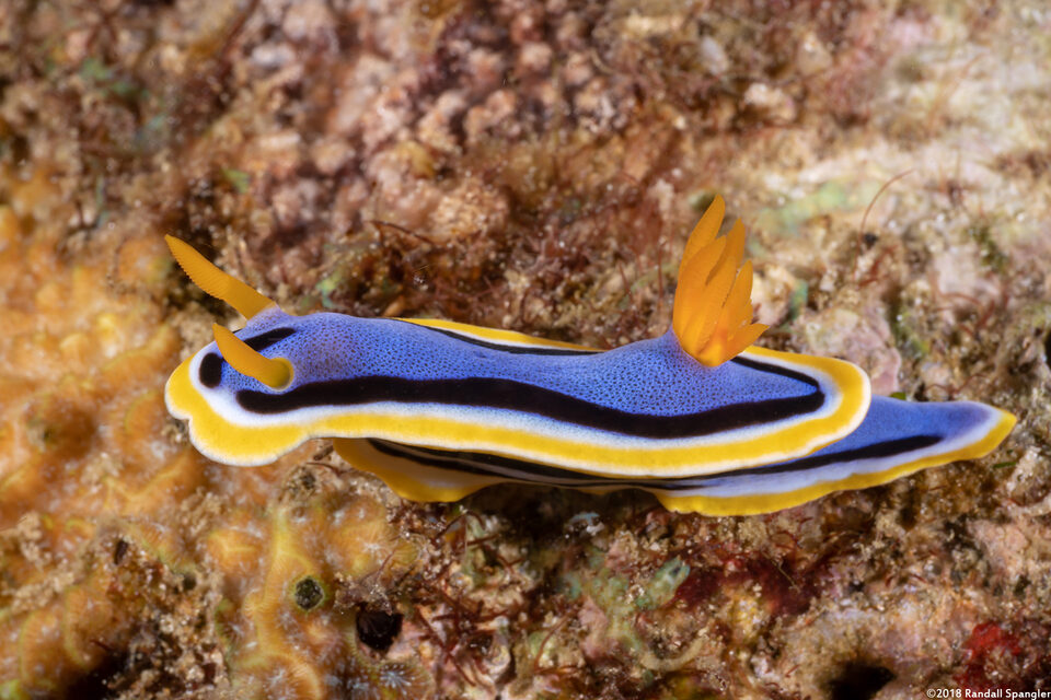 Chromodoris annae (Anna's Chromodoris)