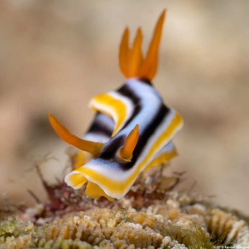 Chromodoris annae (Anna's Chromodoris)