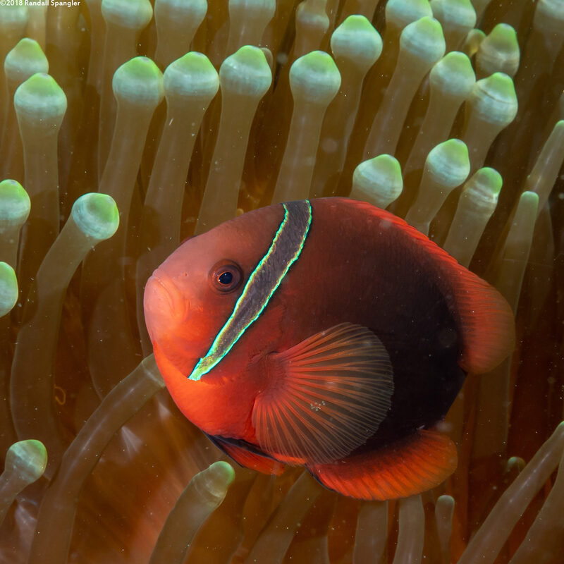 Amphiprion frenatus (Tomato Anemonefish)
