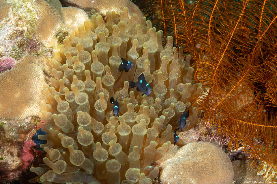 Entacmaea quadricolor (Bubble-Tip Anemone)