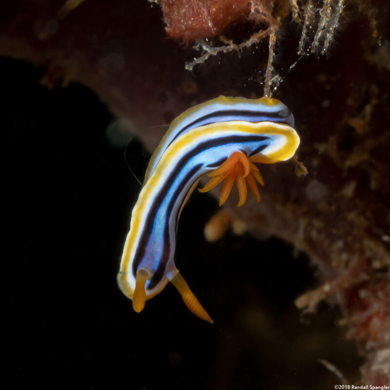 Chromodoris elisabethina (Elisabeth's Chromodoris)