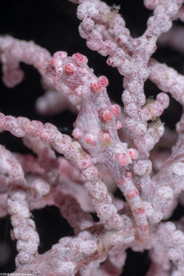 Hippocampus bargibanti (Pygmy Seahorse)