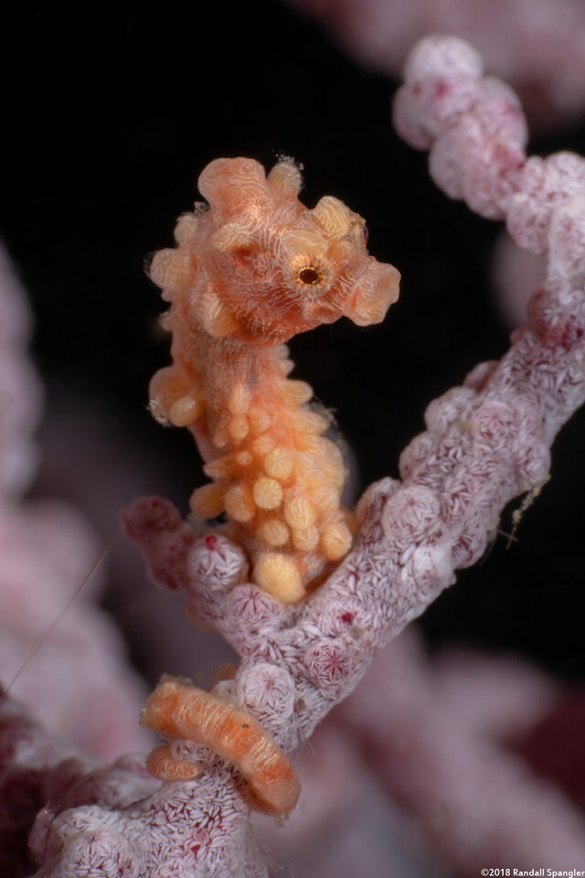 Hippocampus bargibanti (Pygmy Seahorse)