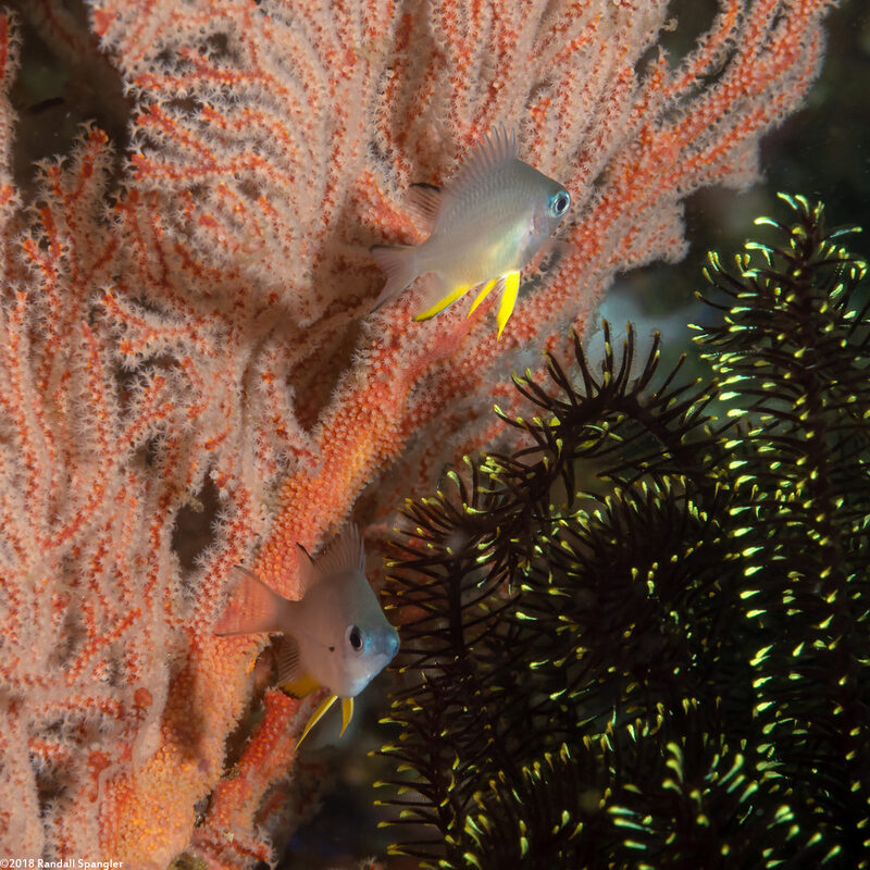Amblyglyphidodon orbicularis (Orbicular Damsel)