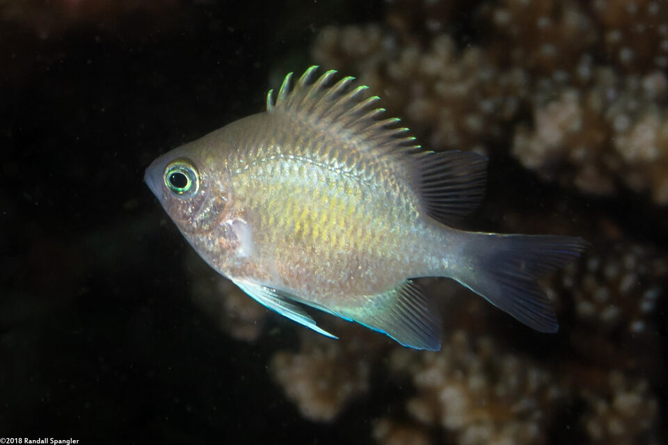 Amblyglyphidodon batunaorum (Batuna's Damsel)