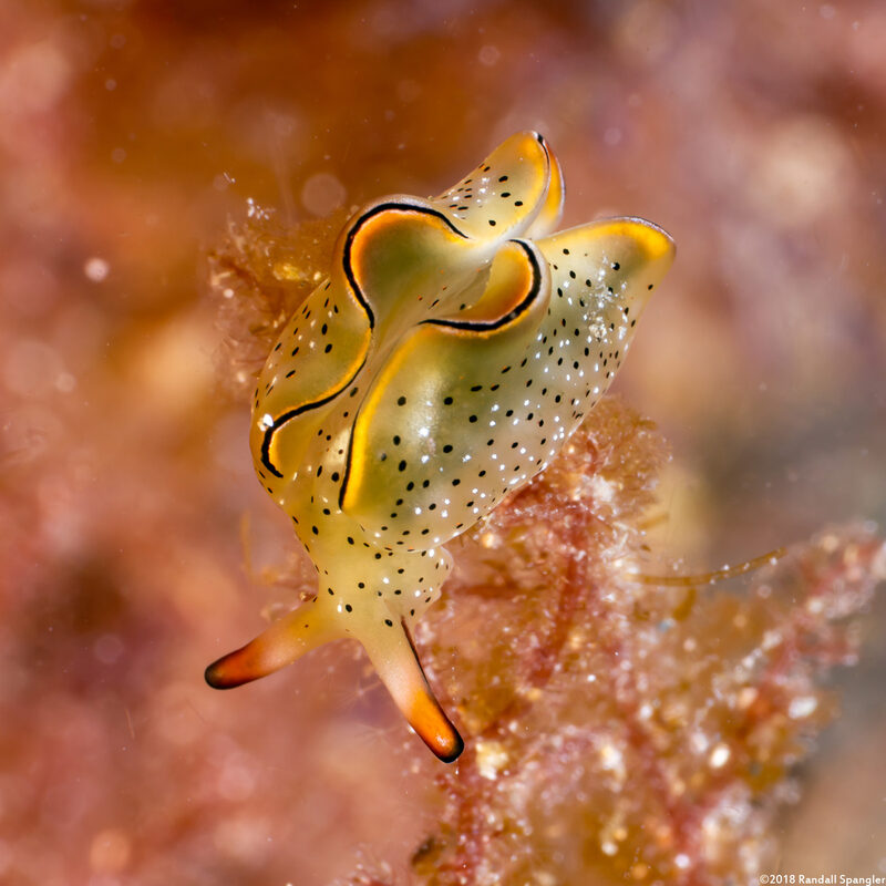 Elysia ornata (Ornate Sapsucking Slug)