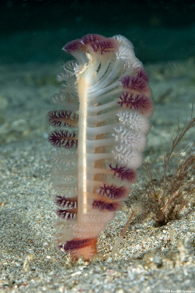 Virgularia sp.1 (Virgularia sp.1)