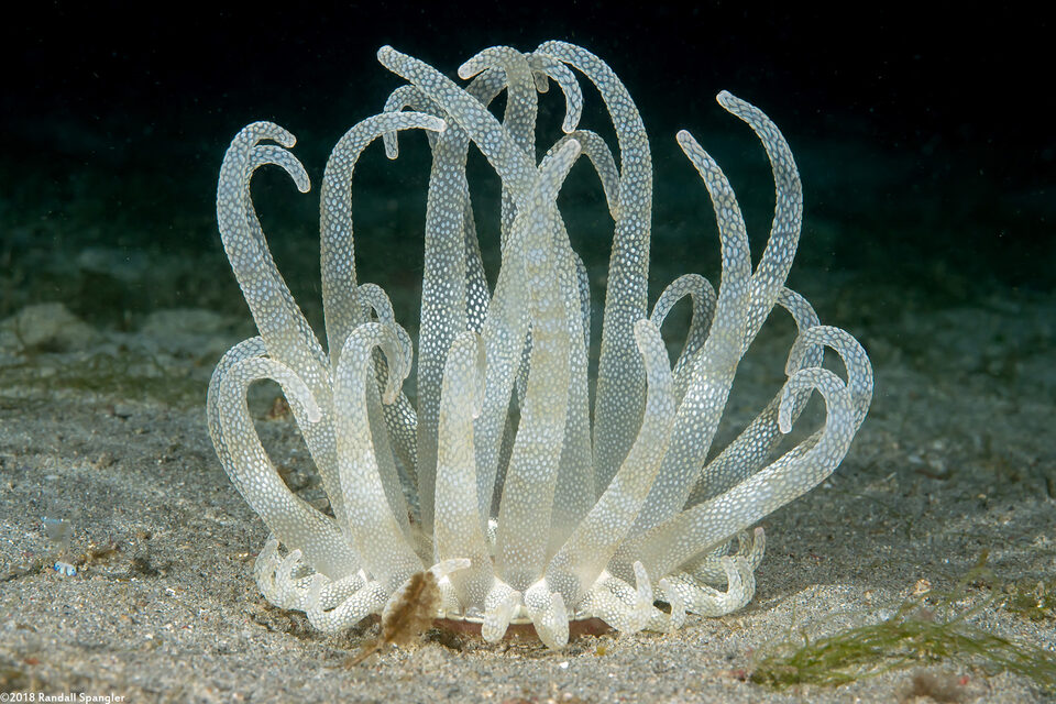 Dofleinia armata (Armed Anemone)