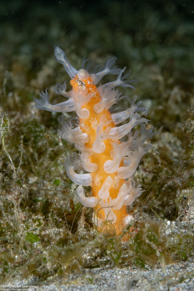 Veretillum sp.1 (Veretillum sp.1)