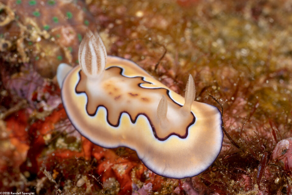 Goniobranchus coi (Co's Chromodoris)