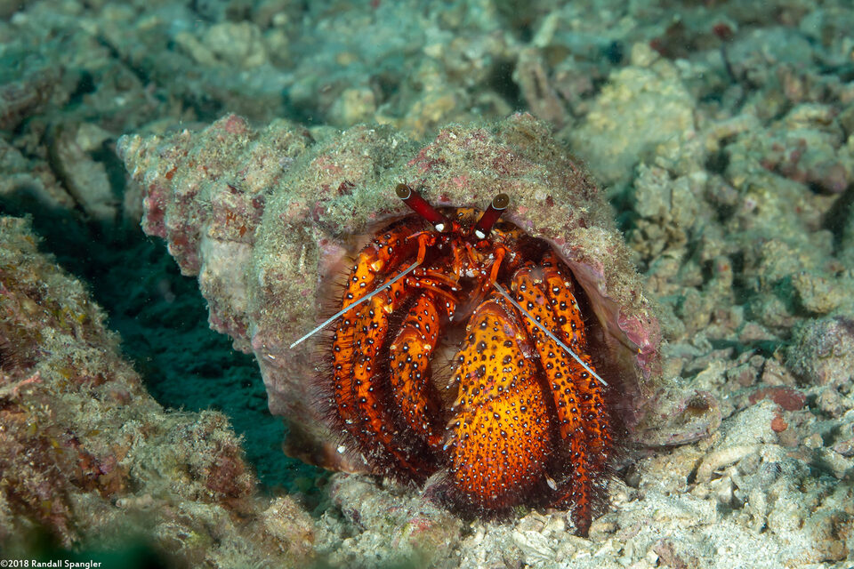 Dardanus megistos (White-Spotted Hermit Crab)