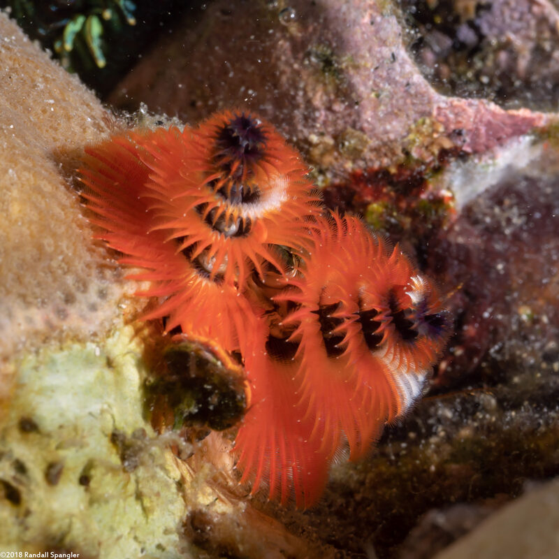 Spirobranchus sp.1 (Christmas Tree Worm)