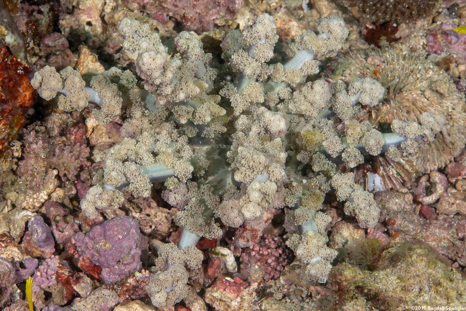 Actinodendron arboreum (Branching Anemone)