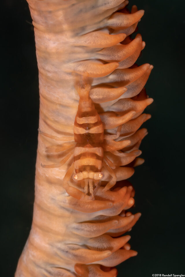 Pontonides ankeri (Barred Wire Coral Shrimp)