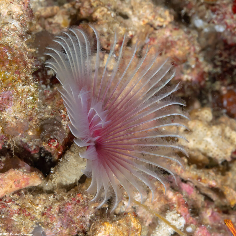 Bispira sp.2 (Bispira sp.2)