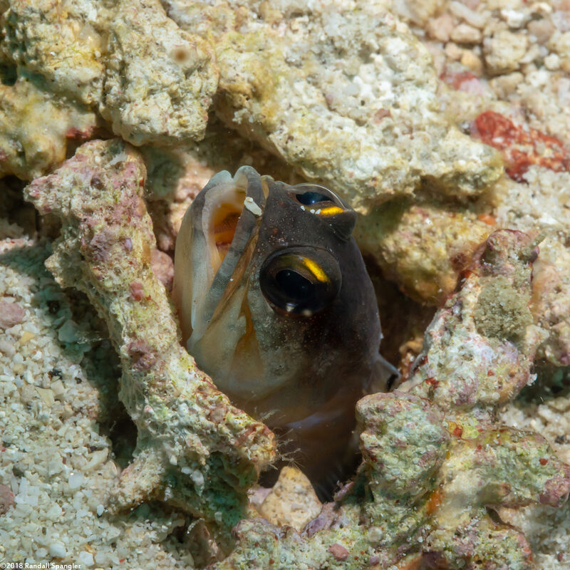 Opistognathus randalli (Yellowbarred Jawfish)