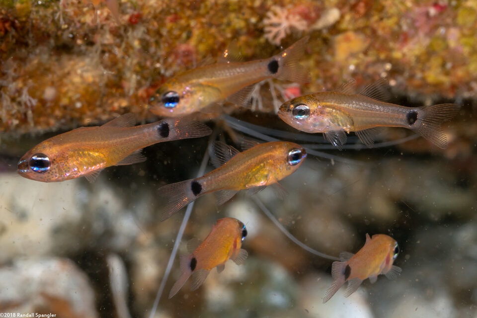Ostorhinchus fleurieu (Flower Cardinalfish)