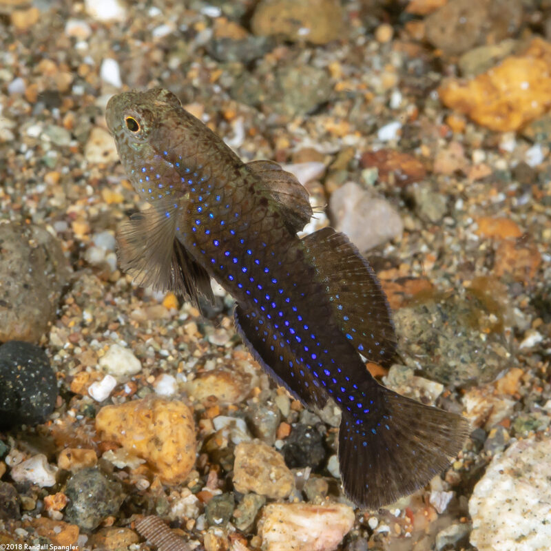 Asterropteryx striata (Striped Goby)