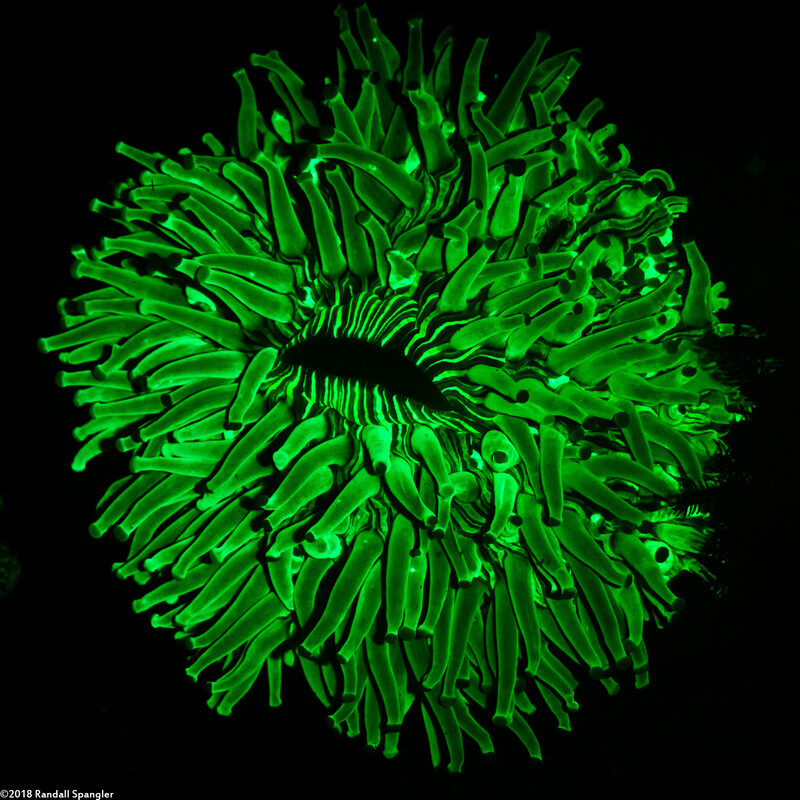 Heliofungia actiniformis (Heliofungia Actiniformis)