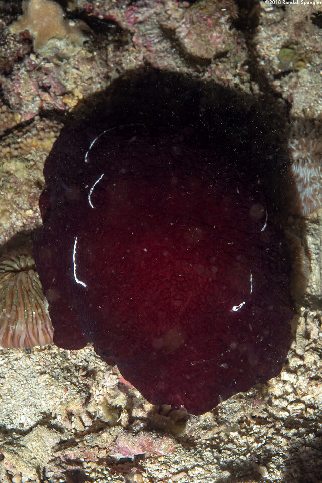 Pleurobranchus forskalii (Forsskal's Pleurobranch)