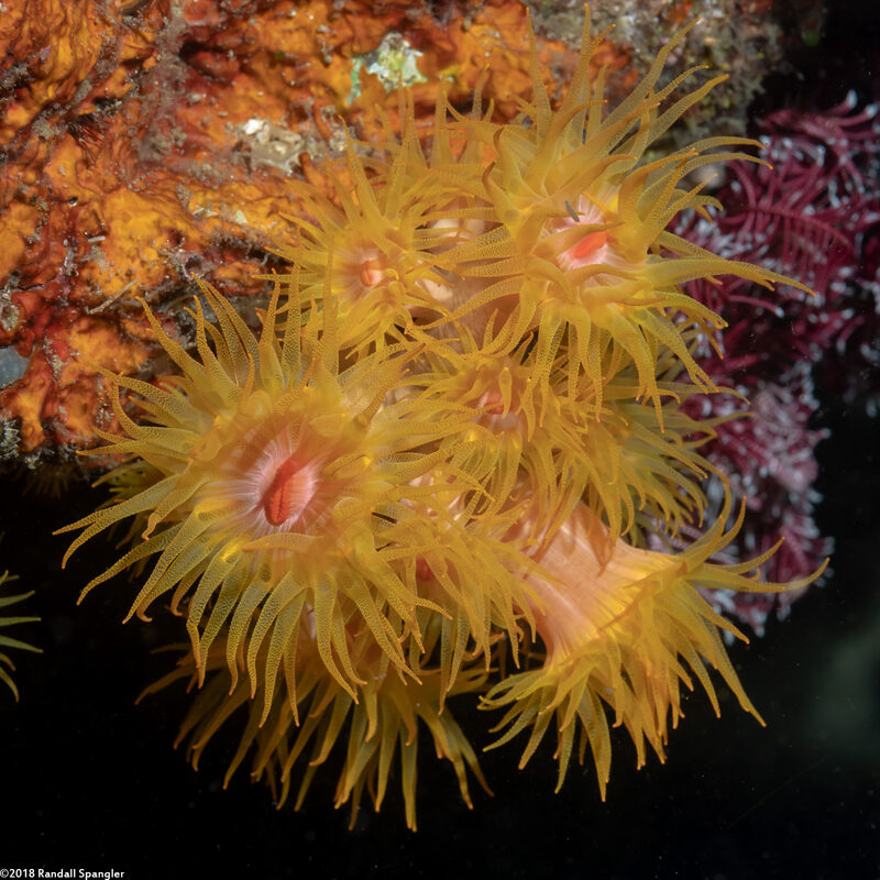 Tubastraea coccinea (Orange Cup Coral)