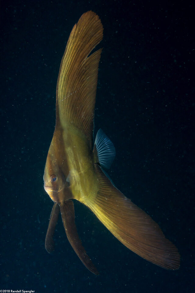 Platax teira (Longfin Spadefish)