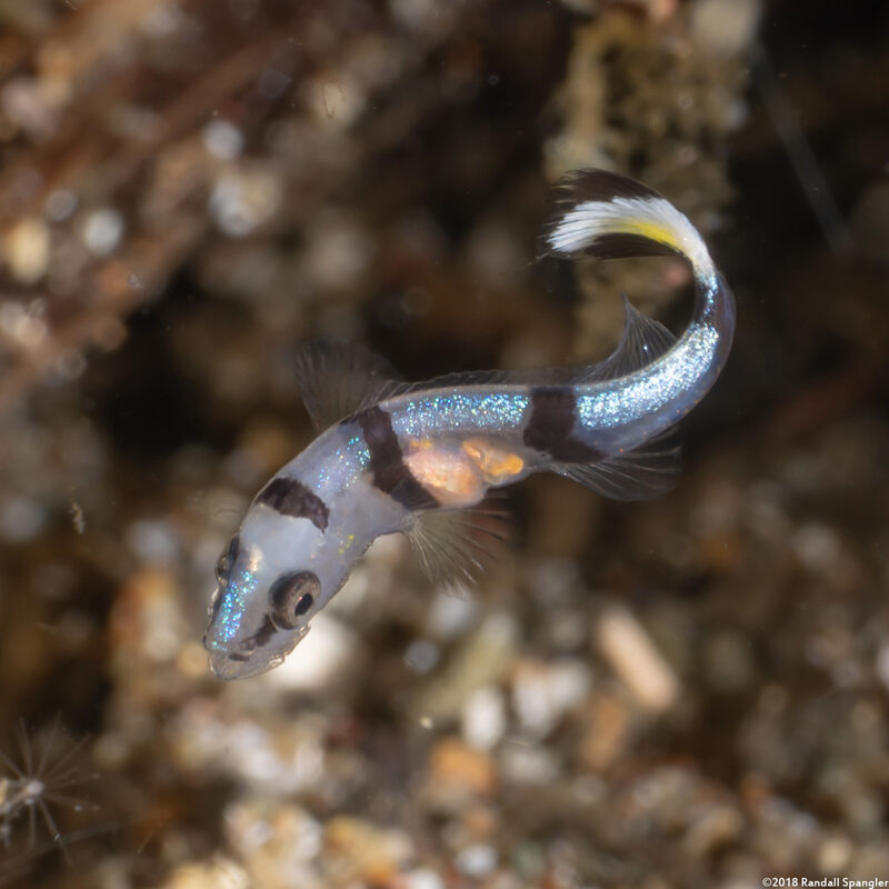 Diagramma pictum (Silver Sweetlips)