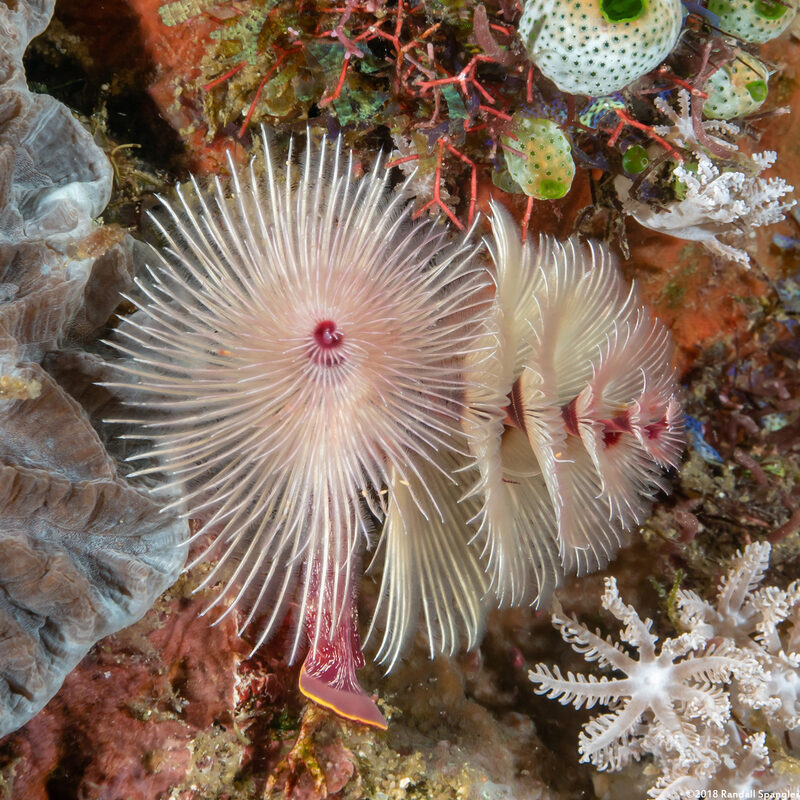 Protula bispiralis (Red Fan Worm)