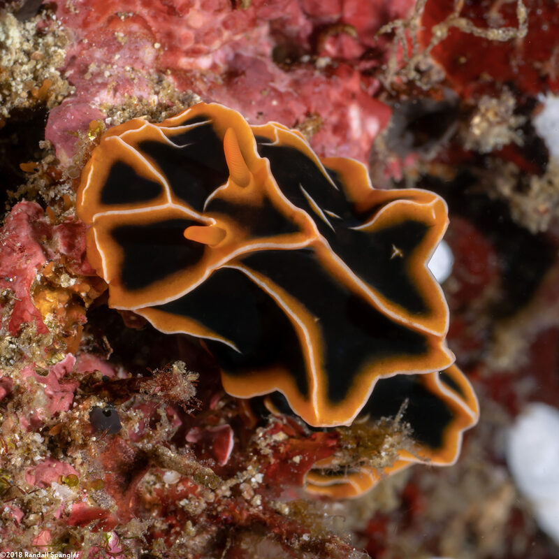 Reticulidia halgerda (Reticulidia Halgerda)