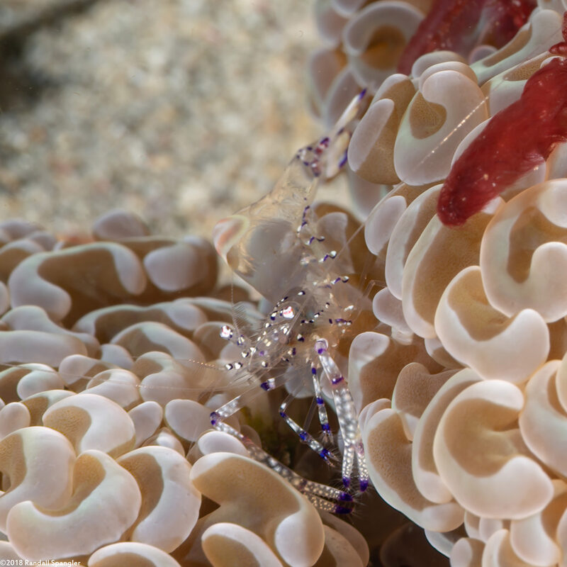 Ancylomenes venustus (Graceful Anemone Shrimp)
