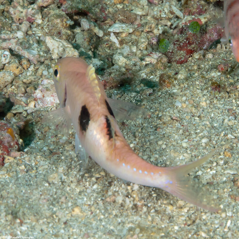 Parupeneus pleruostigma (Sidespot Goatfish)