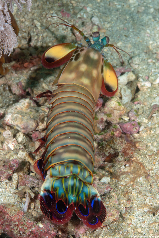 Odontodactylus scyllarus (Peacock Mantis Shrimp)