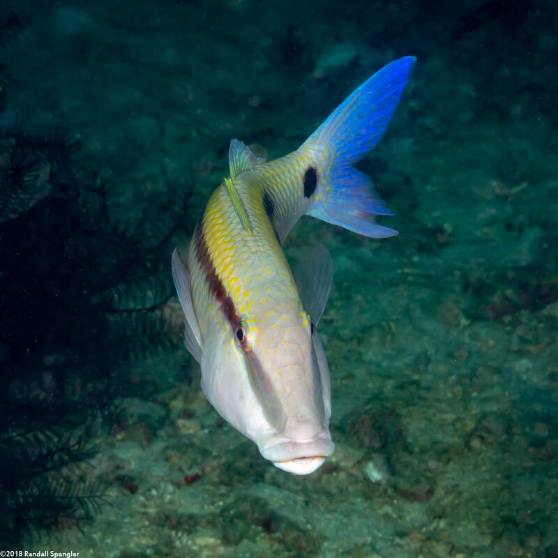 Parupeneus barberinus (Dash-Dot Goatfish)