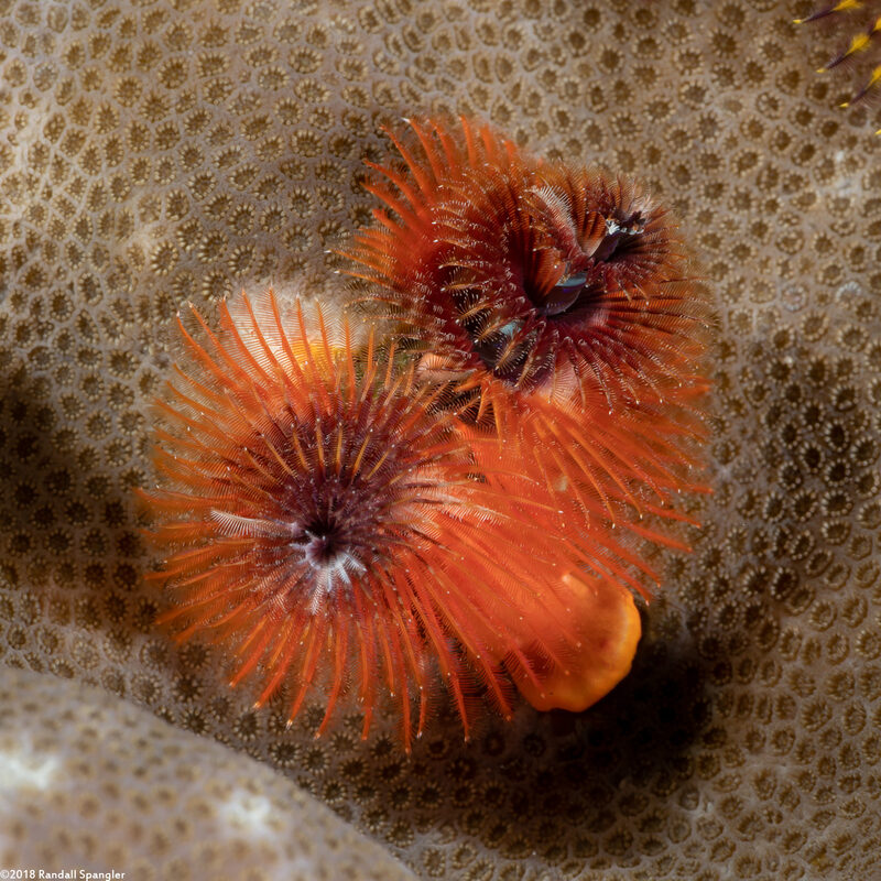 Spirobranchus sp.1 (Christmas Tree Worm)