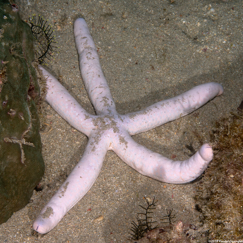 Linckia laevigata (Blue Sea Star)